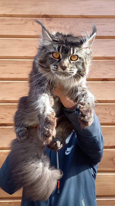 Dark Lynx Akbars - Adult maine-coon 1 year