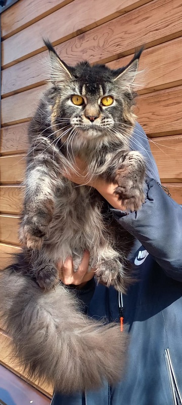 Dark Lynx Akbars - Adult maine-coon 1 year