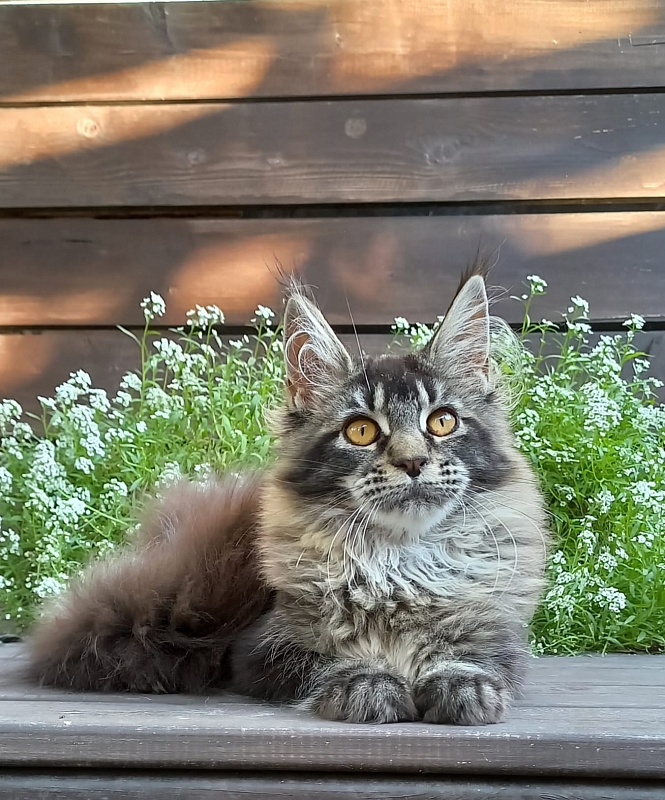 Dark Lynx Akbars - Kitten maine-coon 5.5 months