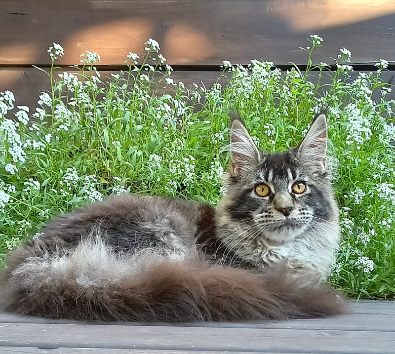 Dark Lynx Akbars - Kitten maine-coon 5.5 months