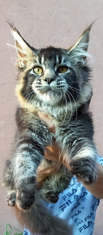 Dark Lynx Akbars - Kitten maine-coon 5.5 months
