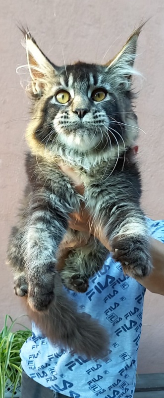 Dark Lynx Akbars - Kitten maine-coon 5.5 months