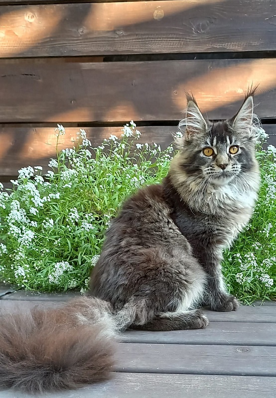 Dark Lynx Akbars - Kitten maine-coon 5.5 months