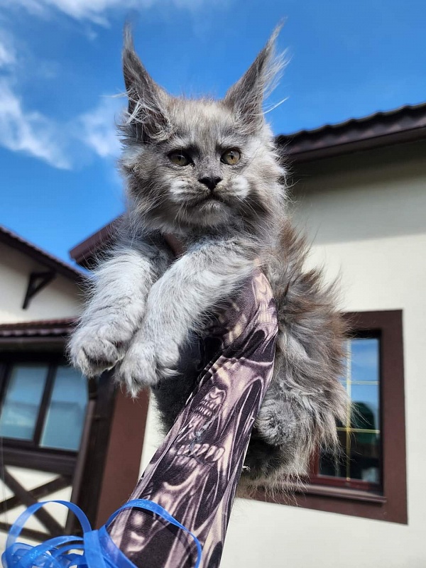 Zany Akbars - Kitten maine-coon 1 month 1 week