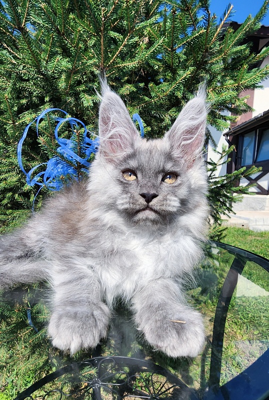 Zany Akbars - Kitten maine-coon 1 month 3 weeks
