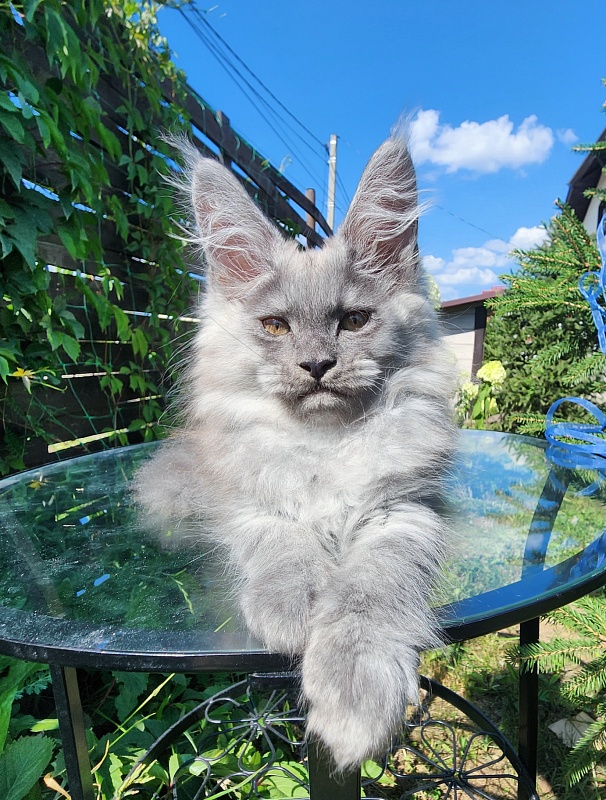 Zany Akbars - Kitten maine-coon 1 month 3 weeks