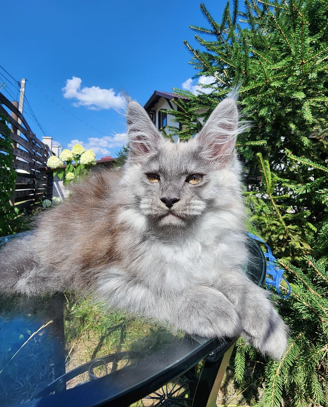 Zany Akbars - Kitten maine-coon 1 month 3 weeks