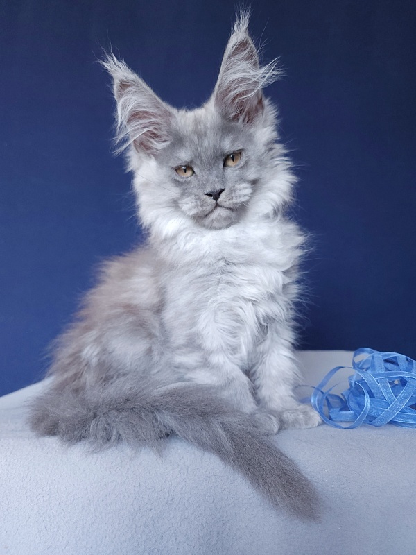 Zany Akbars - Kitten maine-coon 1 month 4 weeks