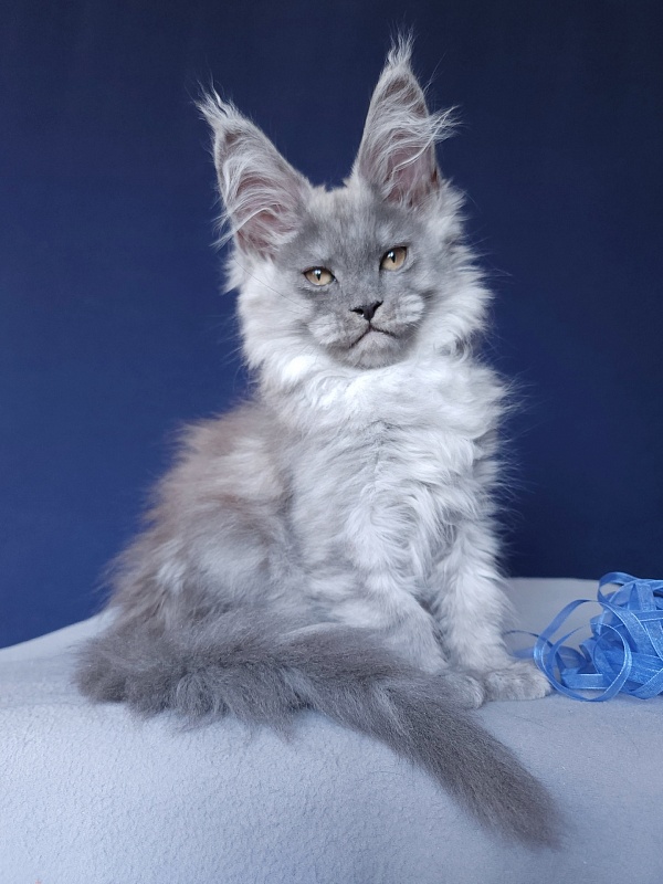 Zany Akbars - Kitten maine-coon 1 month 4 weeks