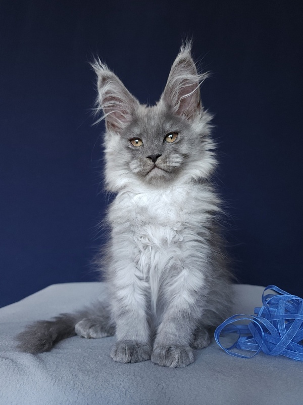 Zany Akbars - Kitten maine-coon 1 month 4 weeks