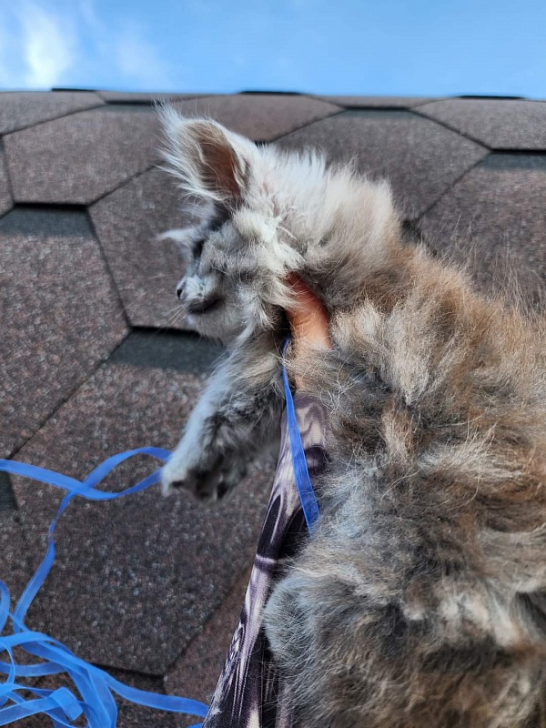 Zany Akbars - Kitten maine-coon 1 month 1 week