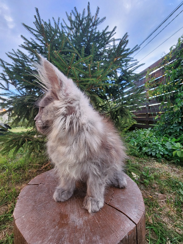 Zany Akbars - Kitten maine-coon 1 month 3 weeks