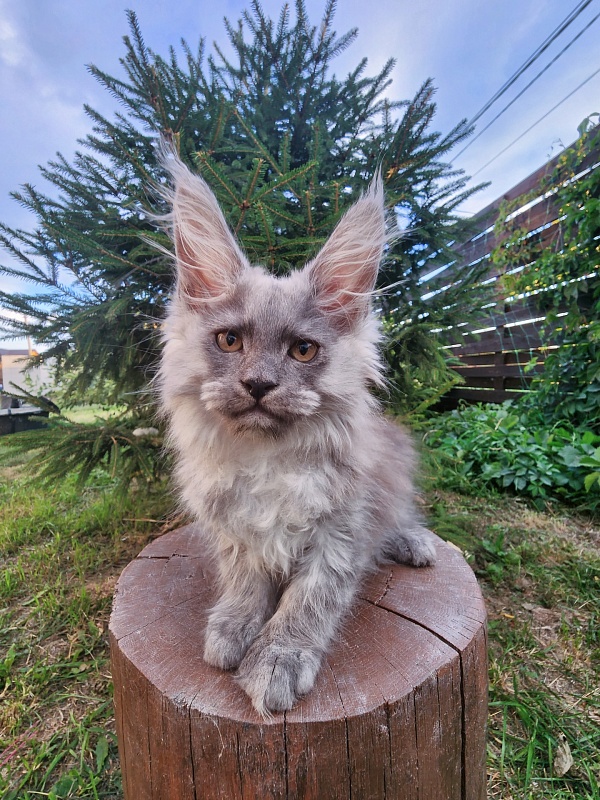 Zany Akbars - Kitten maine-coon 1 month 3 weeks