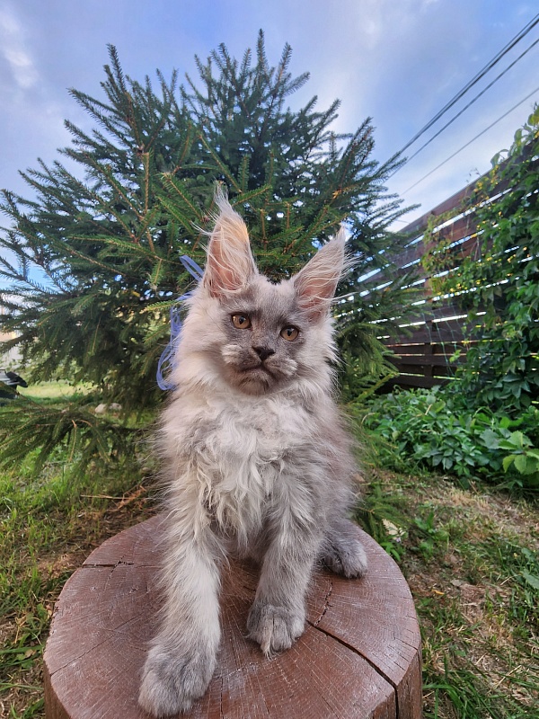 Zany Akbars - Kitten maine-coon 1 month 3 weeks