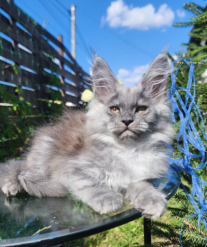 Zany Akbars - Kitten maine-coon 1 month 3 weeks