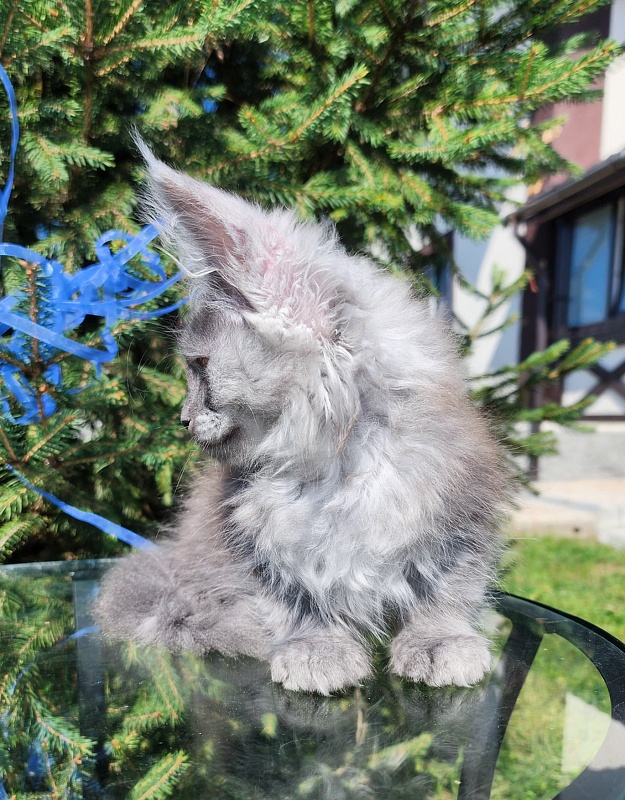 Zany Akbars - Kitten maine-coon 1 month 3 weeks