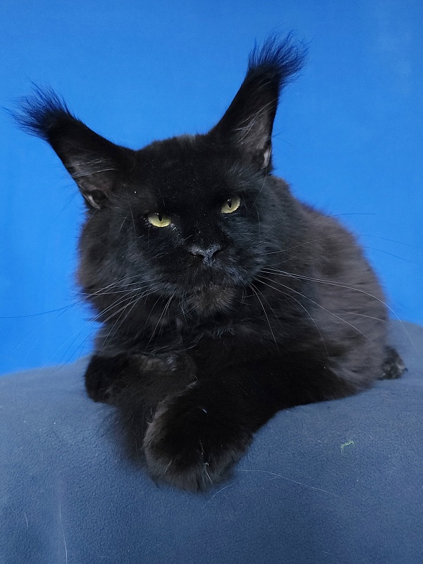 Five Star's Bumer - Adult maine-coon 1 year 3 weeks