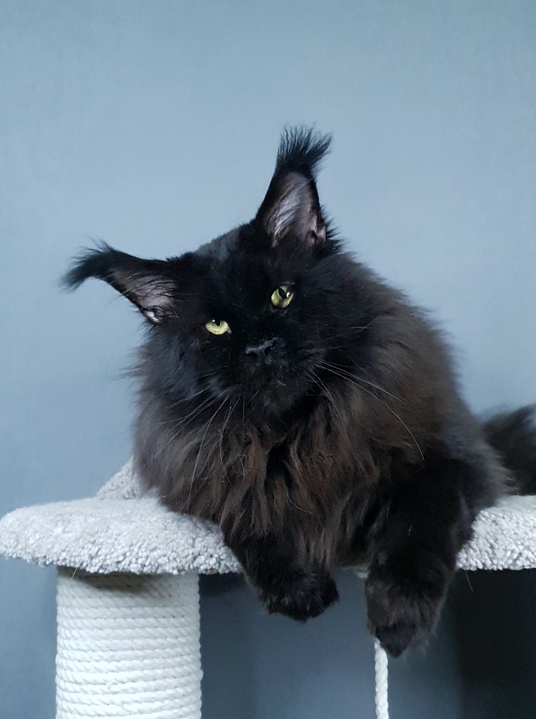 Five Star's Bumer - Adult maine-coon 2 years 1 month