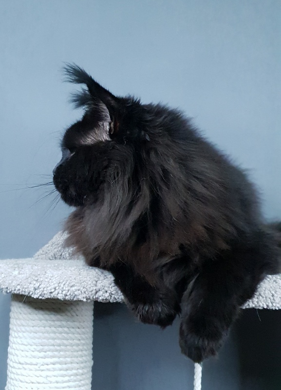 Five Star's Bumer - Adult maine-coon 2 years 1 month