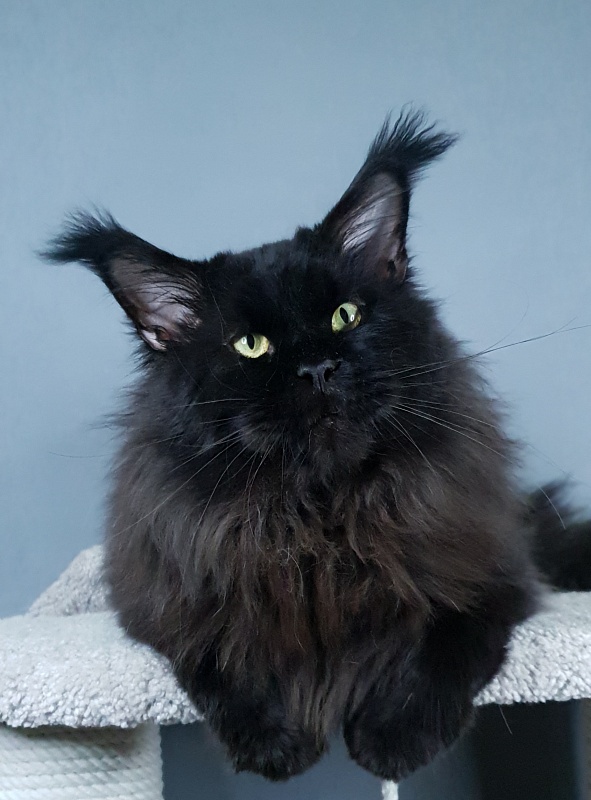 Five Star's Bumer - Adult maine-coon 2 years 1 month