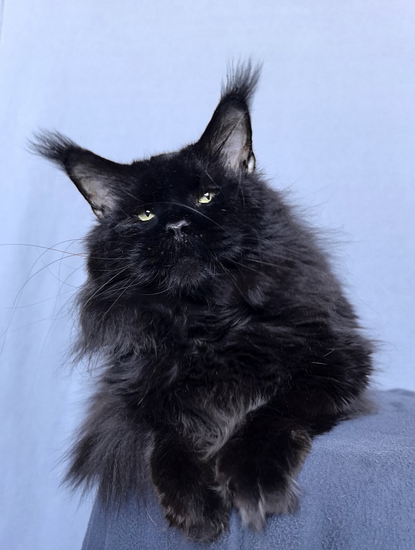 Five Star's Boomer - Adult maine-coon 3 years 8 months 0.5 weeks