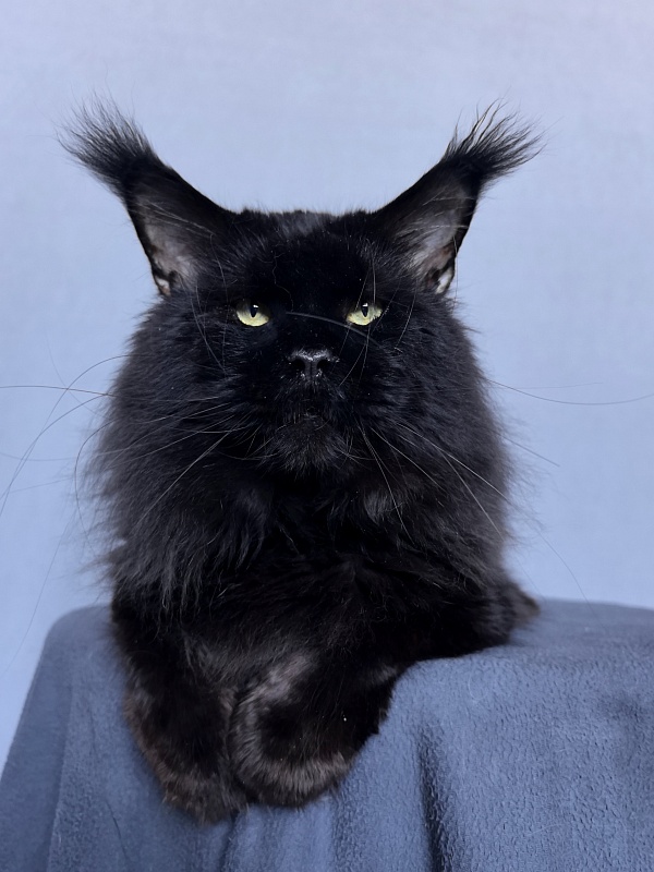 Five Star's Boomer - Adult maine-coon 3 years 8 months 0.5 weeks