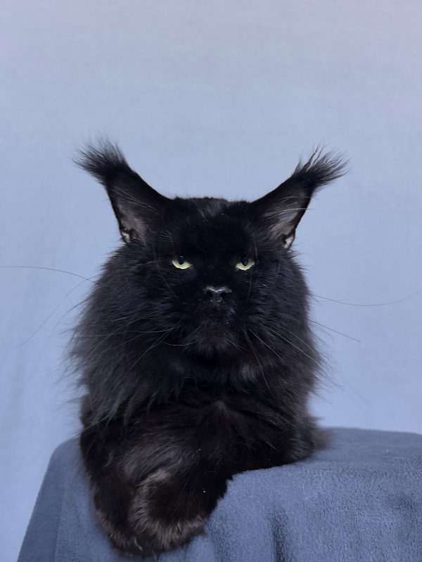 Five Star's Boomer - Adult maine-coon 3 years 8 months 0.5 weeks