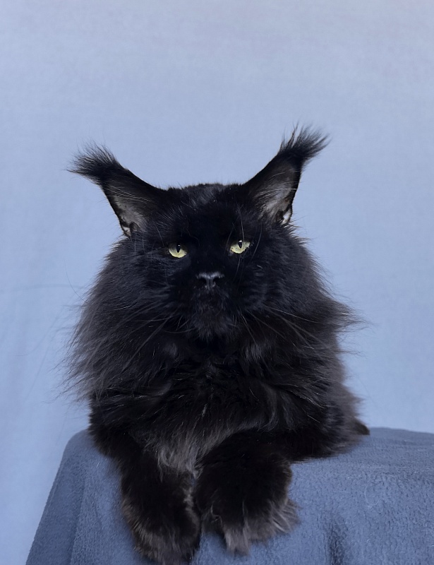 Five Star's Boomer - Adult maine-coon 3 years 8 months 0.5 weeks