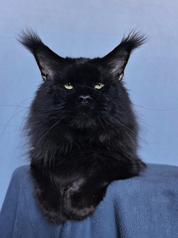 Five Star's Boomer - Adult maine-coon 3 years 8 months 0.5 weeks