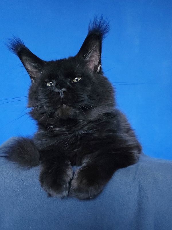 Five Star's Bumer - Adult maine-coon 1 year 3 weeks