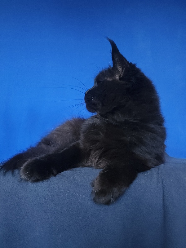 Five Star's Bumer - Adult maine-coon 1 year 3 weeks