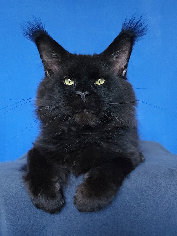 Five Star's Bumer - Adult maine-coon 1 year 3 weeks