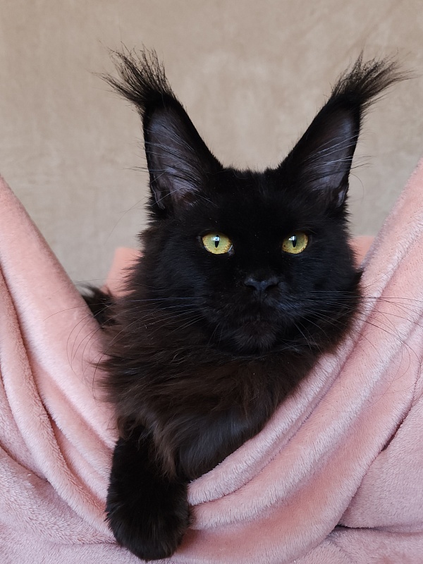 Five Star's Bumer - Kitten maine-coon 5 months 4 weeks