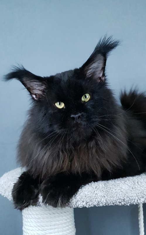 Five Star's Bumer - Adult maine-coon 2 years 1 month