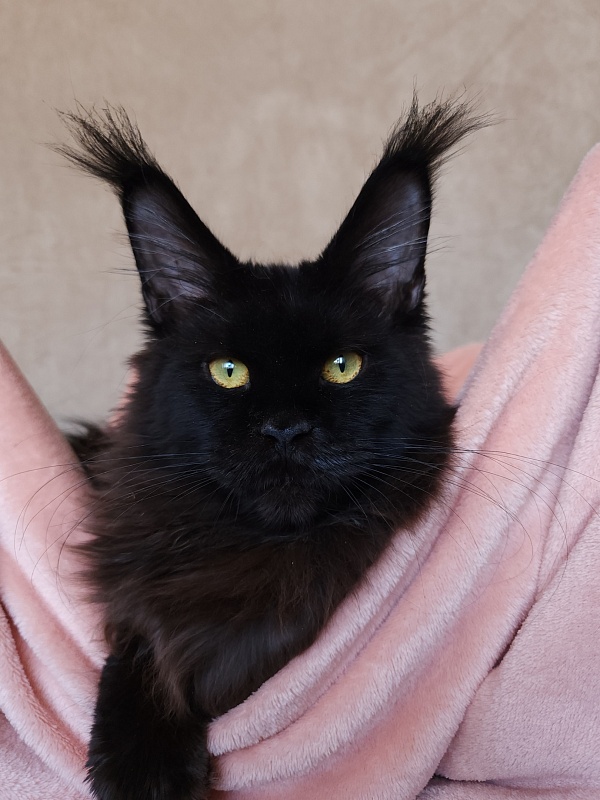 Five Star's Bumer - Kitten maine-coon 5 months 4 weeks