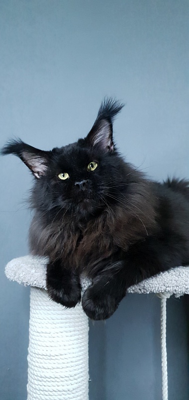 Five Star's Bumer - Adult maine-coon 2 years 1 month