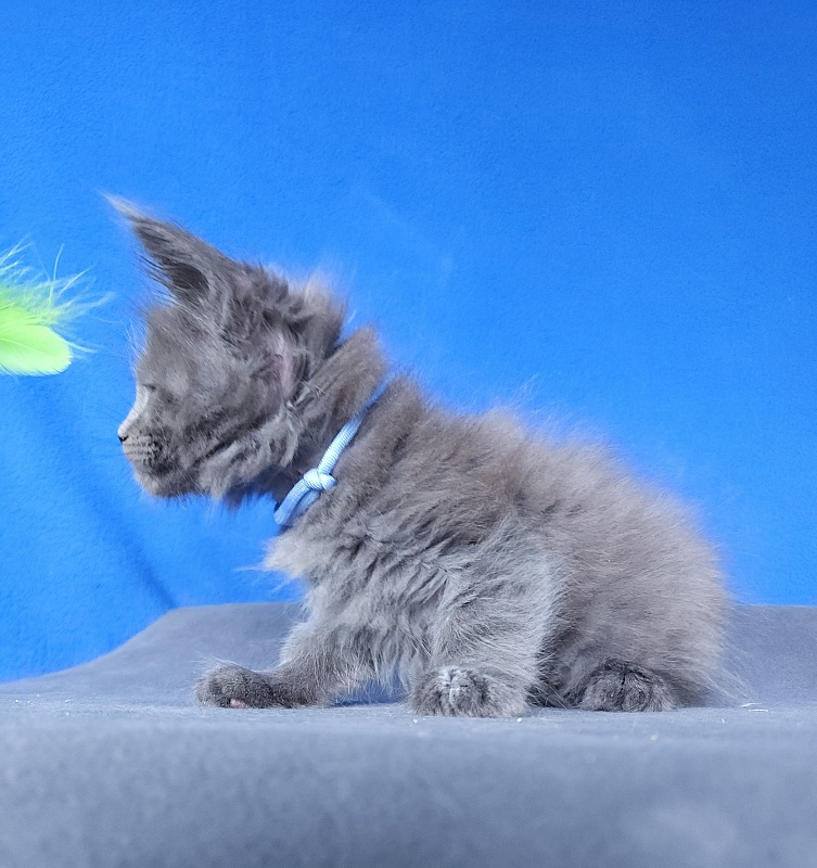 Geron Akbars - Kitten maine-coon 1 month