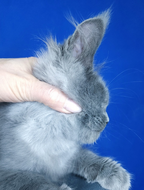 Geron Akbars - Kitten maine-coon 2 months 3 weeks