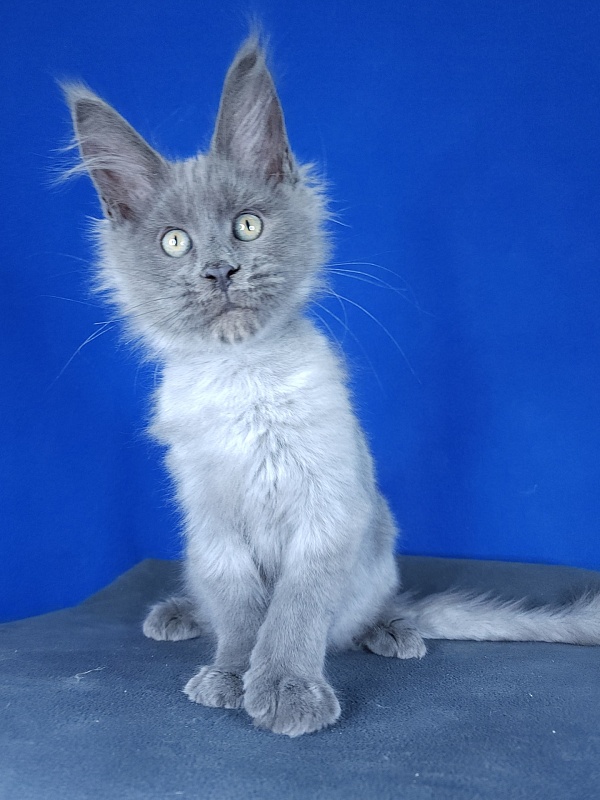 Geron Akbars - Kitten maine-coon 2 months 3 weeks