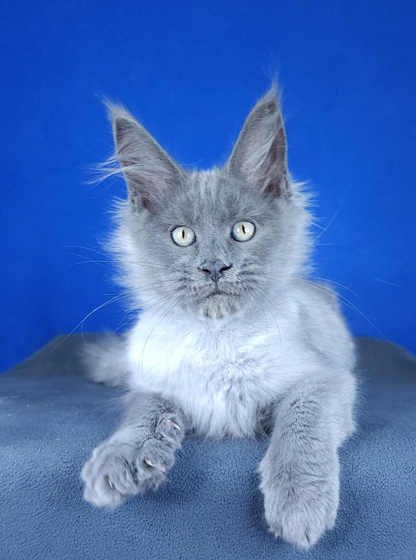 Geron Akbars - Kitten maine-coon 2 months 3 weeks