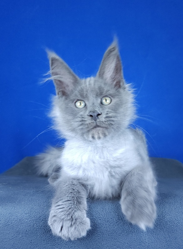 Geron Akbars - Kitten maine-coon 2 months 3 weeks