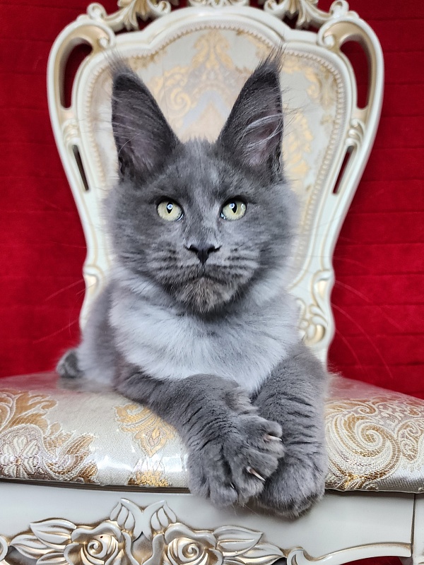 Geron Akbars - Kitten maine-coon 3 months 1 week