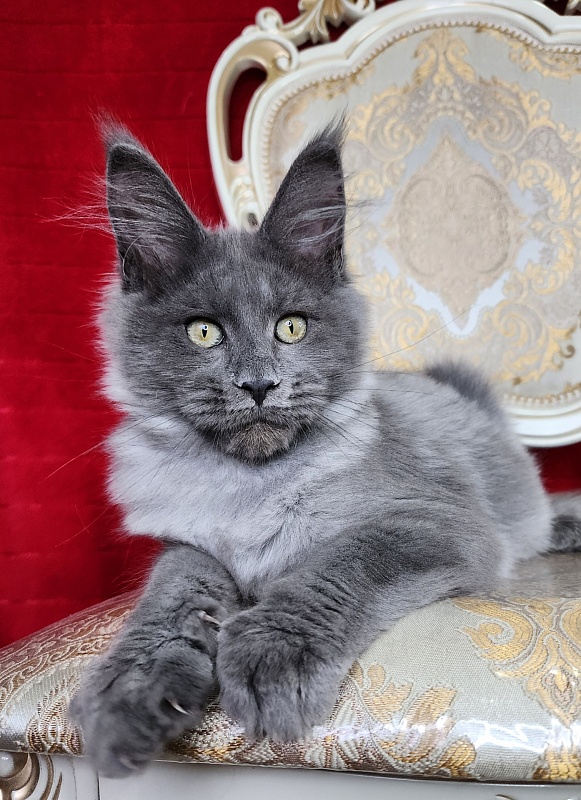 Geron Akbars - Kitten maine-coon 3 months 1 week