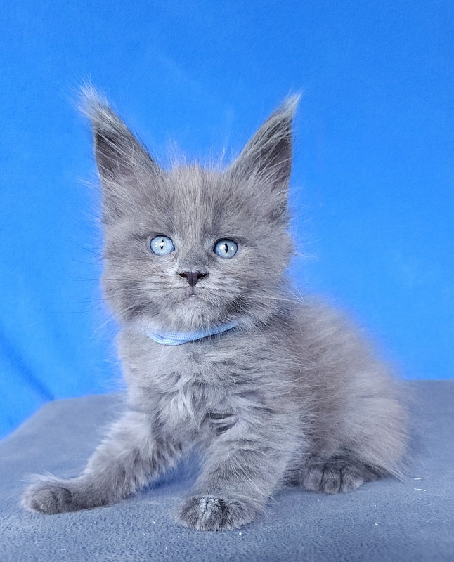 Geron Akbars - Kitten maine-coon 1 month