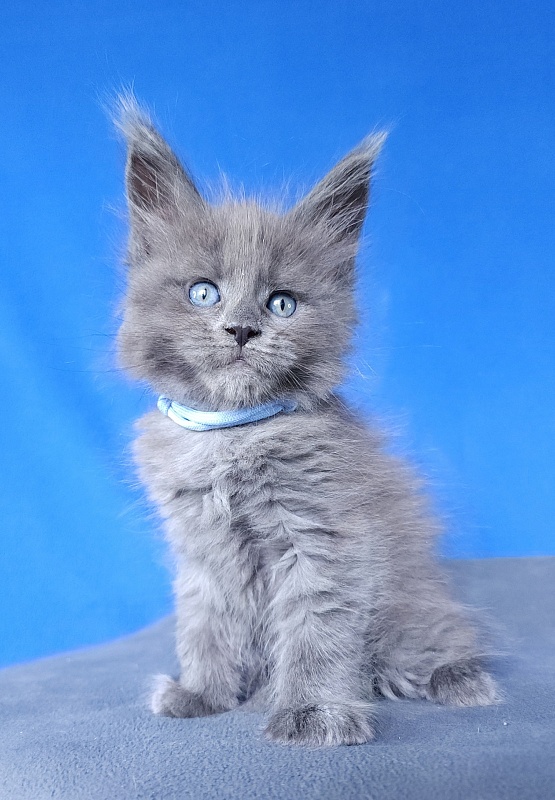 Geron Akbars - Kitten maine-coon 1 month