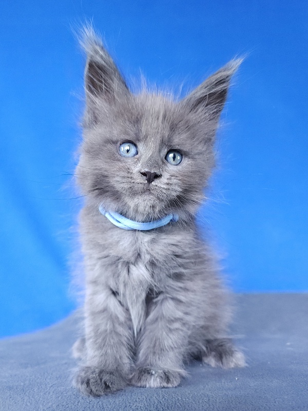 Geron Akbars - Kitten maine-coon 1 month