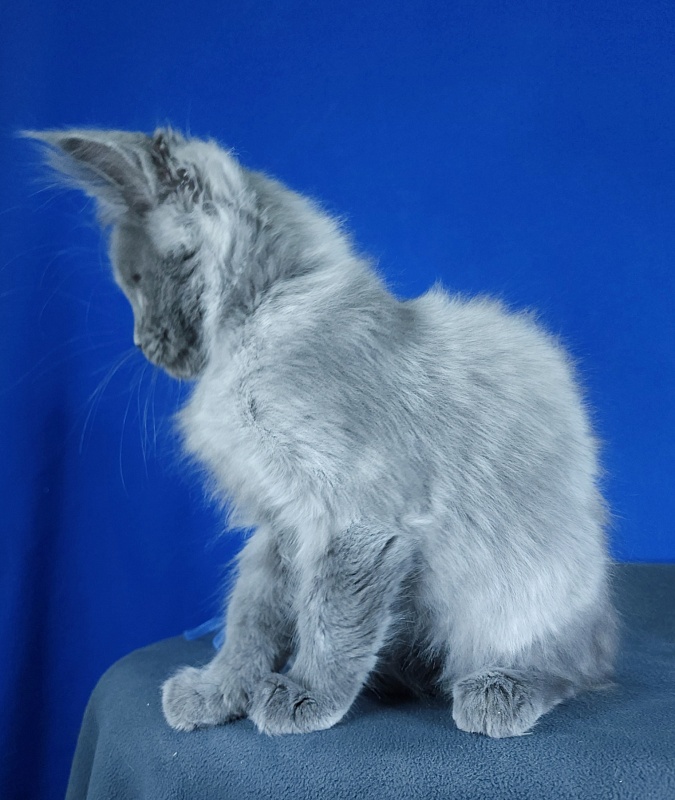 Geron Akbars - Kitten maine-coon 2 months 3 weeks