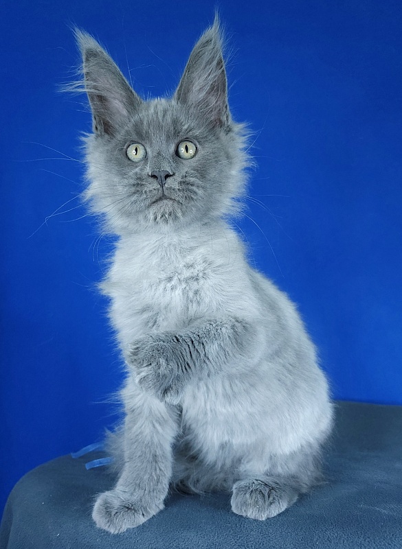 Geron Akbars - Kitten maine-coon 2 months 3 weeks