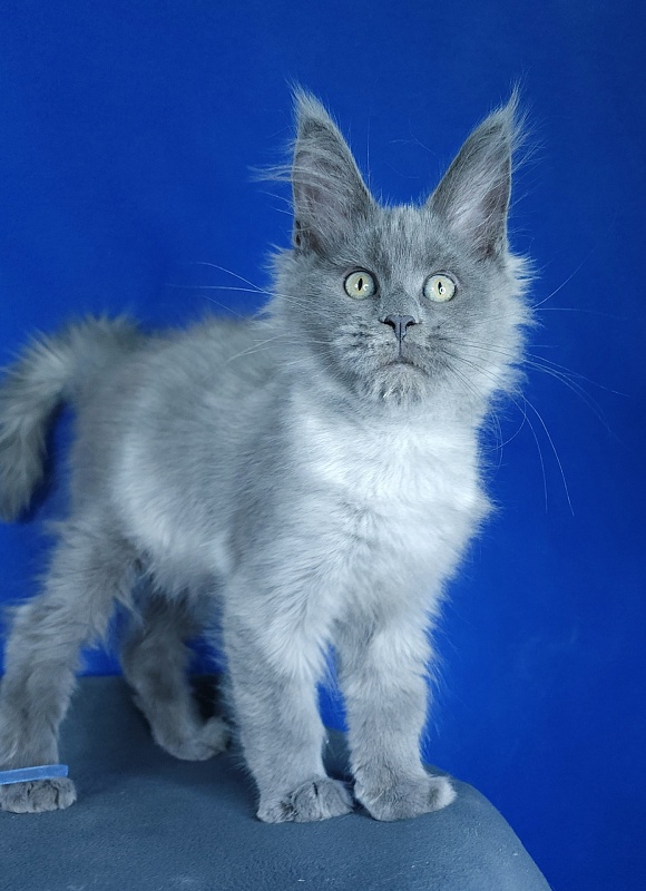 Geron Akbars - Kitten maine-coon 2 months 3 weeks