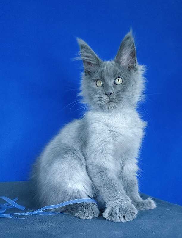 Geron Akbars - Kitten maine-coon 2 months 3 weeks